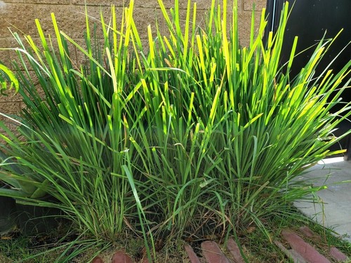 Fresh lemongrass stalks - fresh,