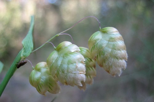 Quaking grass brixa maxima - {brixa, maxima}
